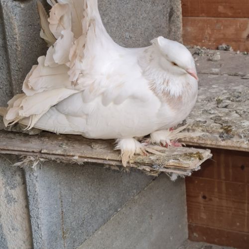 Pigeons paons indiens