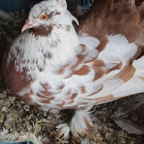 Pigeons paons indiens #3