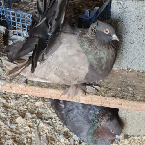 Pigeons paons indiens #4