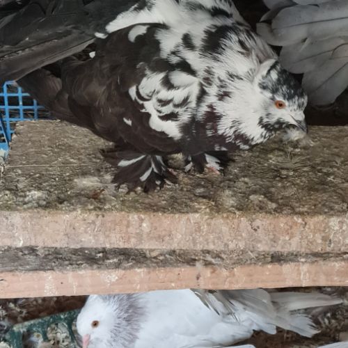 Pigeons paons indiens #5