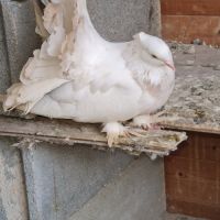 Pigeons paons indiens