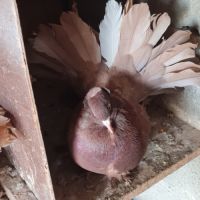 Pigeons paons indiens #2