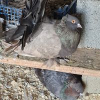 Pigeons paons indiens #4