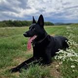 Chien sayka à l adoption #6