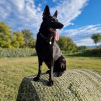 Chien sayka à l adoption #0