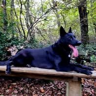 Chien sayka à l adoption #2