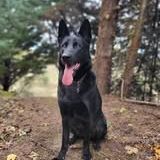 Chien sayka à l adoption #4