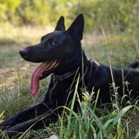 Chien sayka à l adoption #5