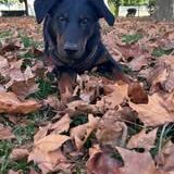 Chien loki à l adoption #2