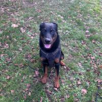 Chien loki à l adoption