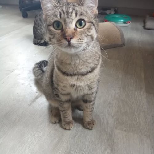 Chat laya à l adoption