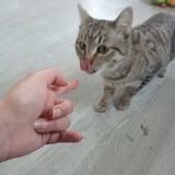 Chat laya à l adoption #3