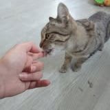 Chat laya à l adoption #2