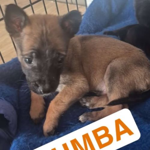 Chien pumba à l adoption