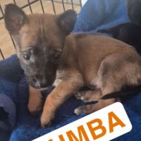 Chien pumba à l adoption #0