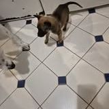 Chien pumba à l adoption #2