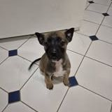 Chien pumba à l adoption #3