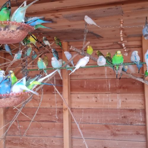 Magnifiques perruches ondulés #2