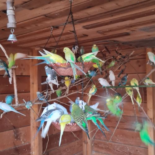 Magnifiques perruches ondulés