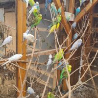 Magnifiques perruches ondulés #1