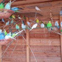 Magnifiques perruches ondulés #2