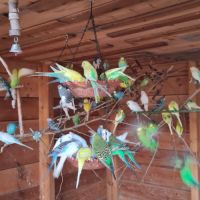 Magnifiques perruches ondulés #0