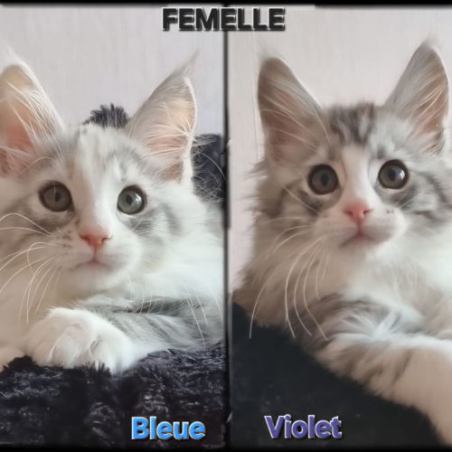 4 magnifiques maine coon loof sterilisees /castres #0