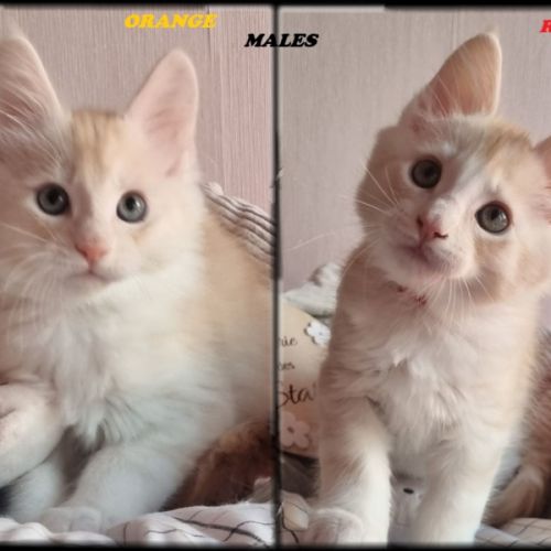 4 magnifiques maine coon loof sterilisees /castres #2