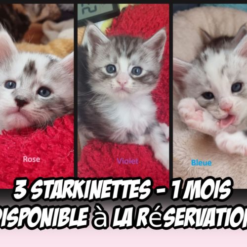 6 magnifiques maine coon loof #1