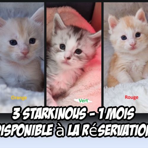 6 magnifiques maine coon loof #2
