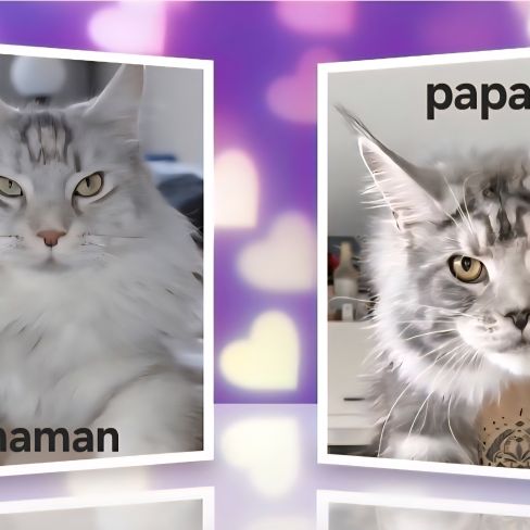 4 magnifiques maine coon loof sterilisees /castres #3