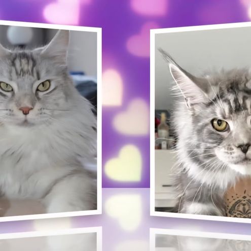 6 magnifiques maine coon loof