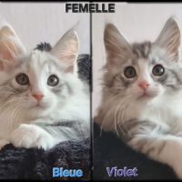 4 magnifiques maine coon loof sterilisees /castres