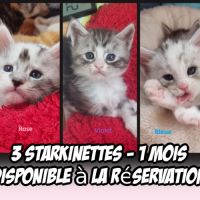 6 magnifiques maine coon loof #1