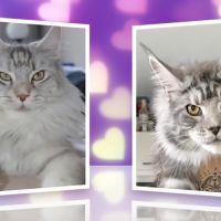 6 magnifiques maine coon loof #0