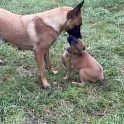 Chiots malinois