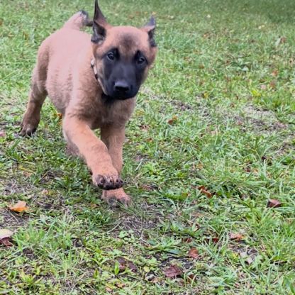 Chiots malinois #2