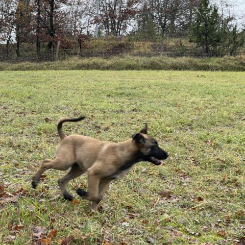 Chiots malinois #3