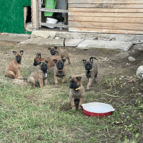Chiots malinois #5