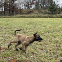 Chiots malinois #3