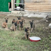 Chiots malinois #5
