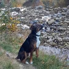 Chien bjorn à l adoption #2