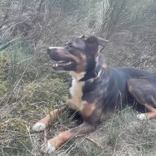 Chien bjorn à l adoption #3