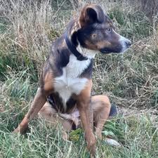 Chien bjorn à l adoption #4