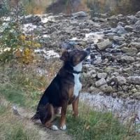 Chien bjorn à l adoption #2