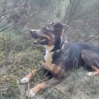 Chien bjorn à l adoption #3