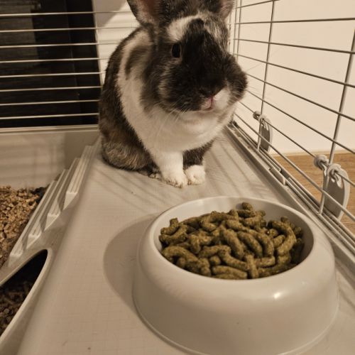 Donne lapin nain mâle 3 ans