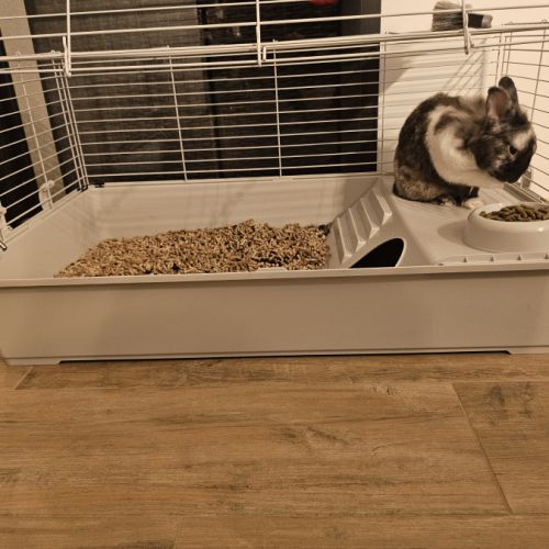 Donne lapin nain mâle 3 ans #2