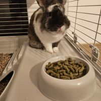 Donne lapin nain mâle 3 ans #0