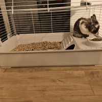 Donne lapin nain mâle 3 ans #2